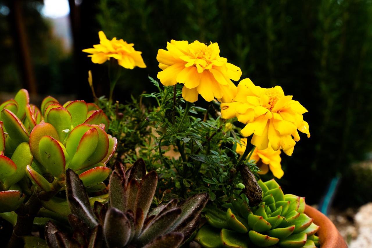 Country house Carvalhal Redondo - *